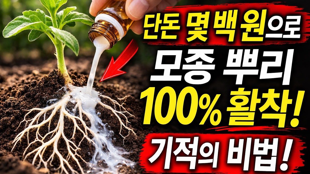 발근제 제조사들이 제발 삭제해달라고 난리 난 영상! 단돈 몇 백 원으로 모종 뿌리를 100% 활착시키는 기적의 비법을 공개합니다.