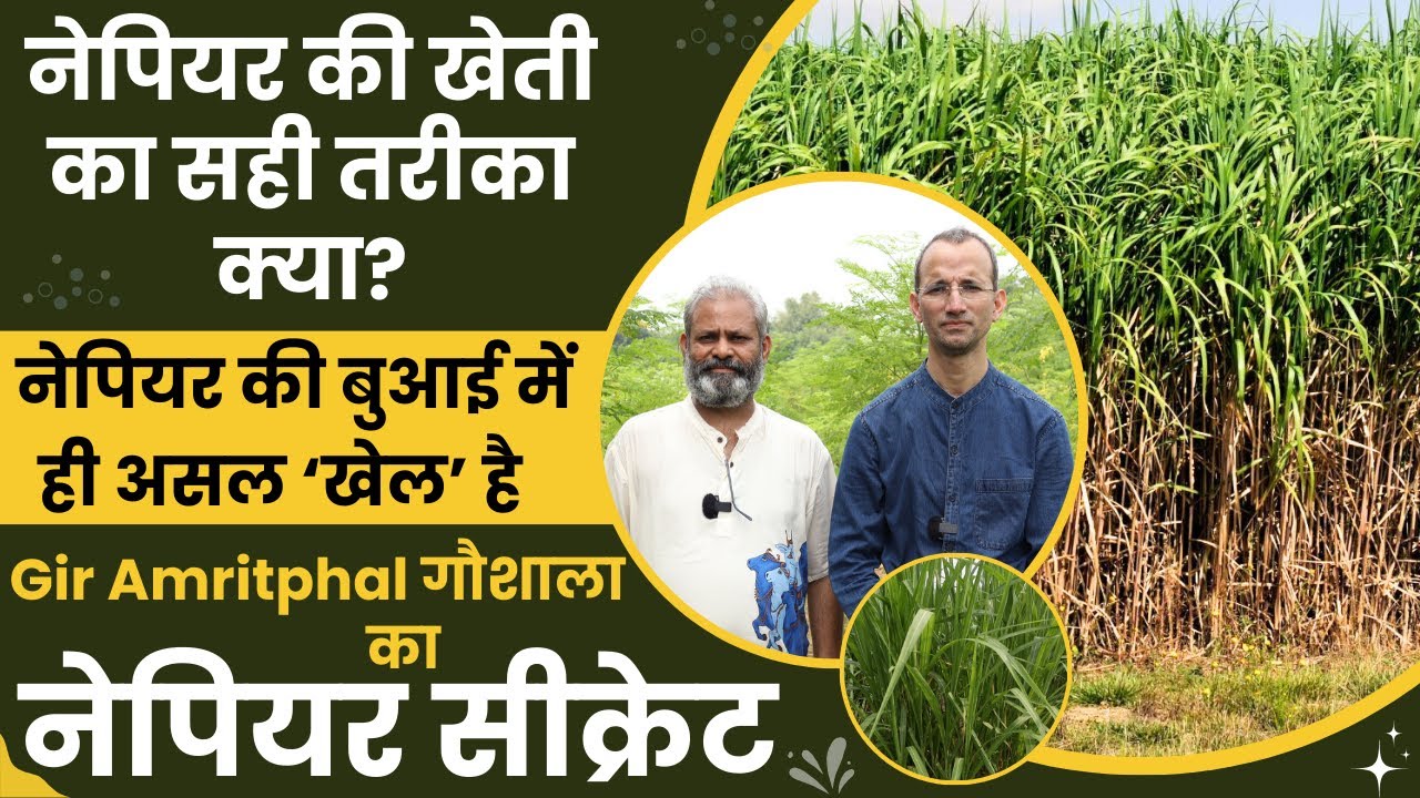 Napier Can Change Farmers Life । Benefits Of Nepier Grass । Gir Amritphal gaushala's Secret