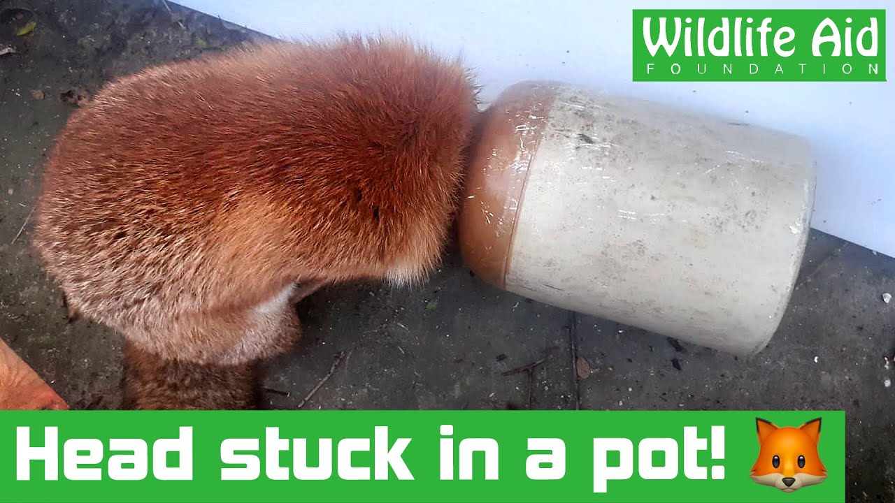 This fox got her HEAD stuck in a flowerpot...