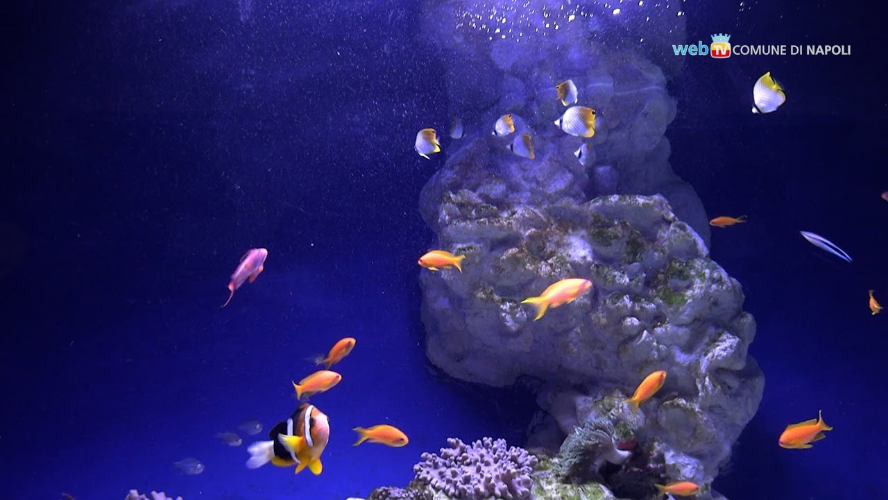 Riapre l'acquario dell'Anton Dohrn in Villa Comunale