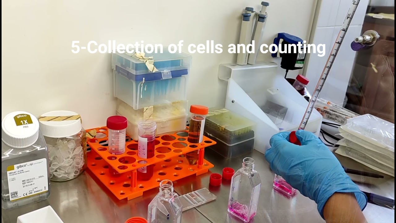 MTT Part I: Seeding cells for MTT assay