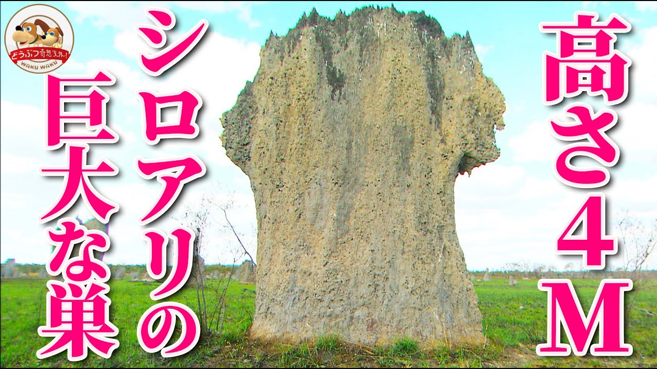 大草原の巨大建造物『シロアリの巣』には驚くべき秘密があった！内部構造も解説します【どうぶつ奇想天外／WAKUWAKU】