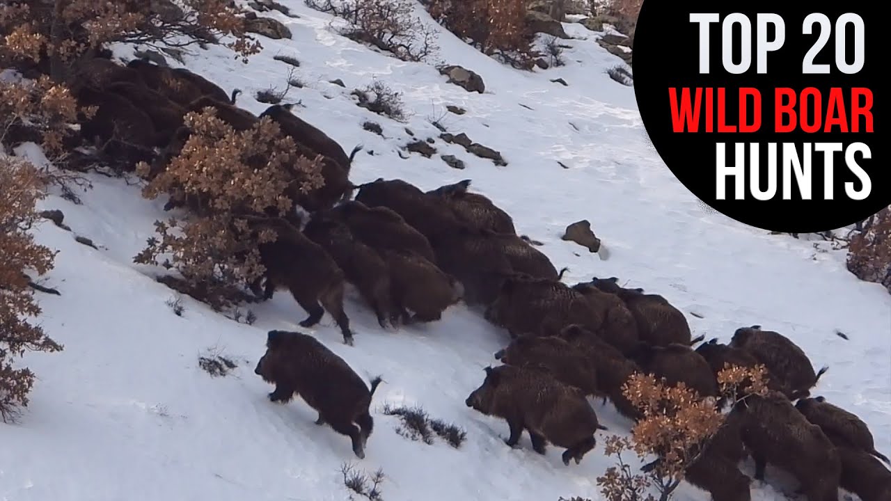 BEST WILD BOAR HUNTS IN WINTER, EN İYİ KIŞ DOMUZ AVLARI, CHASSE AU SANGLIER