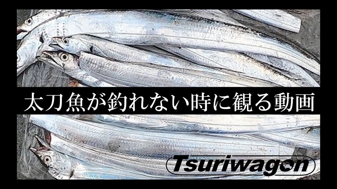 シーズン開幕！タチウオ入れ食い仕掛け大公開【太刀魚 釣り方】