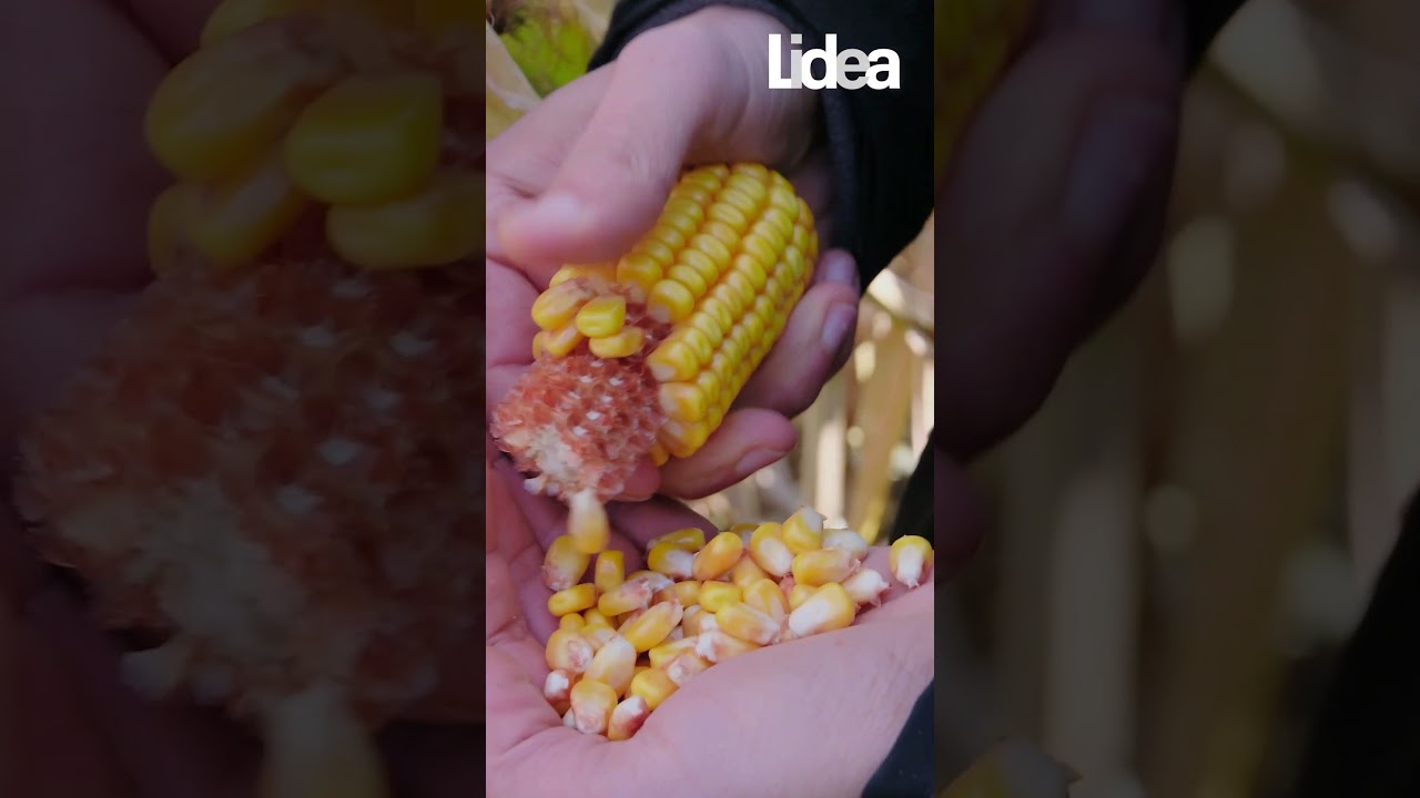 Pewny plon, szybki zbi&oacute;r &ndash; LID 2020C (FAO 240)