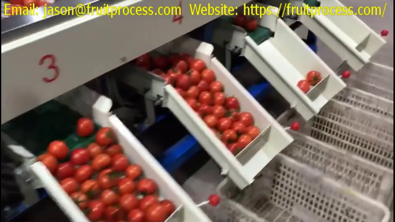Tomato cleaning and grading machine