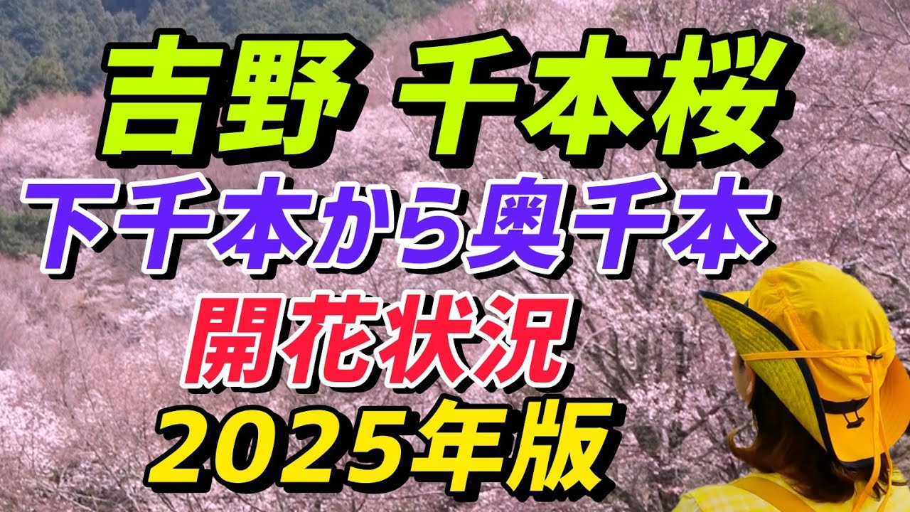 吉野山 千本桜 2025開花状況！下千本から奥千本すべて見せます