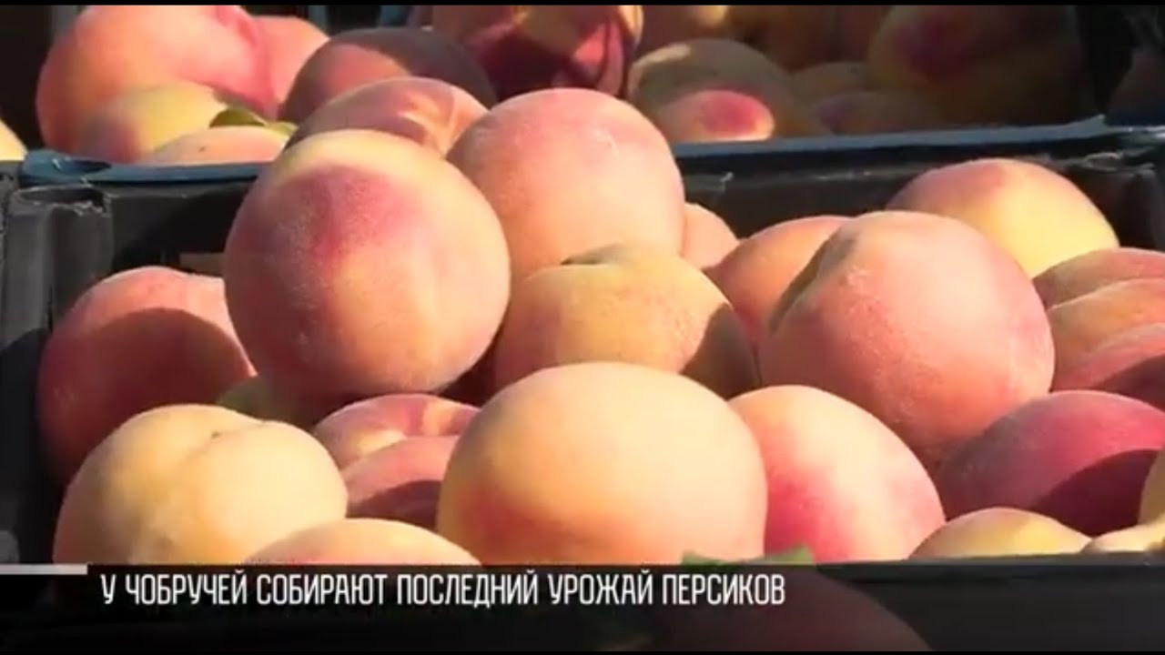 Персик заканчивается, а сливы много