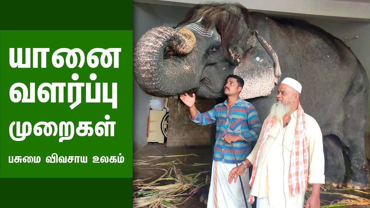 யானை வளர்ப்பு முறைகள் | Indian temple elephant