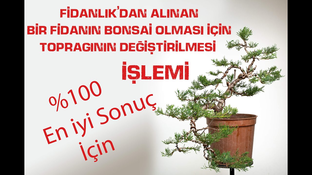 Fidanlıkdan Alınmış Fidanın Bonsai için Hazırlanmasında ki Saksı ve toprak değişim Aşaması