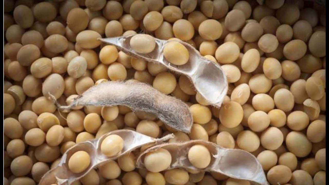 Soya, listening TRINITY B2.