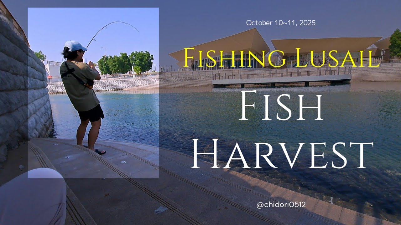 It's fish harvest time! Resbakan na! - Qatar Fishing