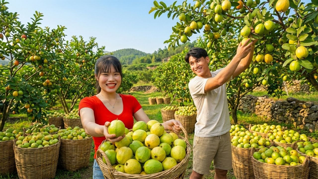 Harvesting 2000kg Crunchy Green Guava! Goes To Market Sell, Guava Salad with Chili Salt Recipe