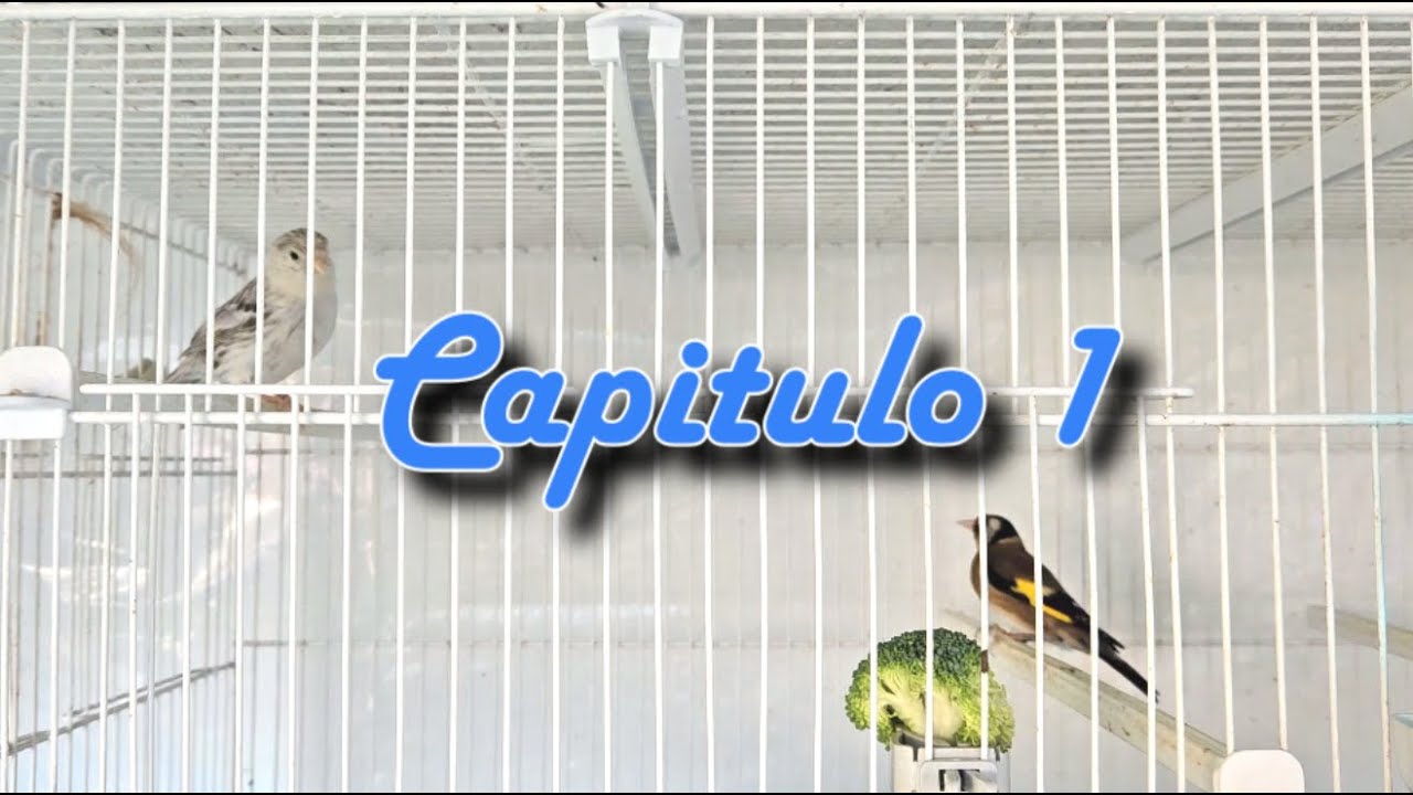 Capitulo 1