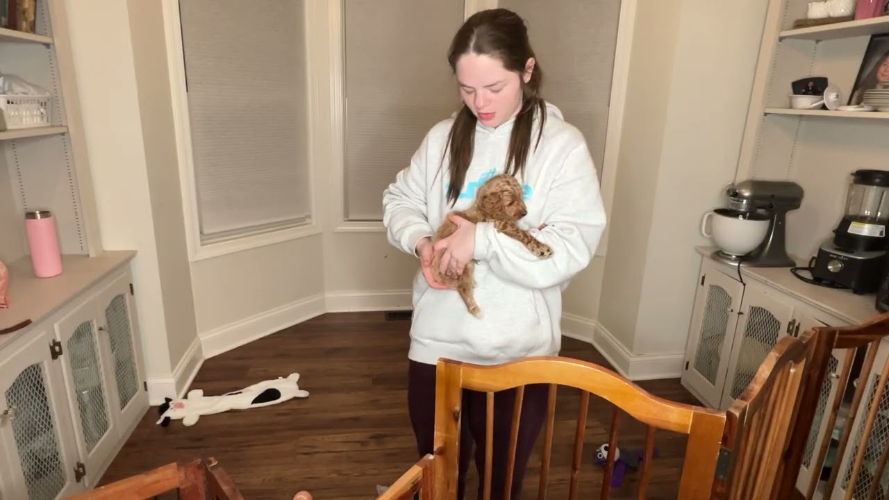 Voldemort Male 6 weeks old BAB Temperment Evaluation ( Usually done at 8 weeks)