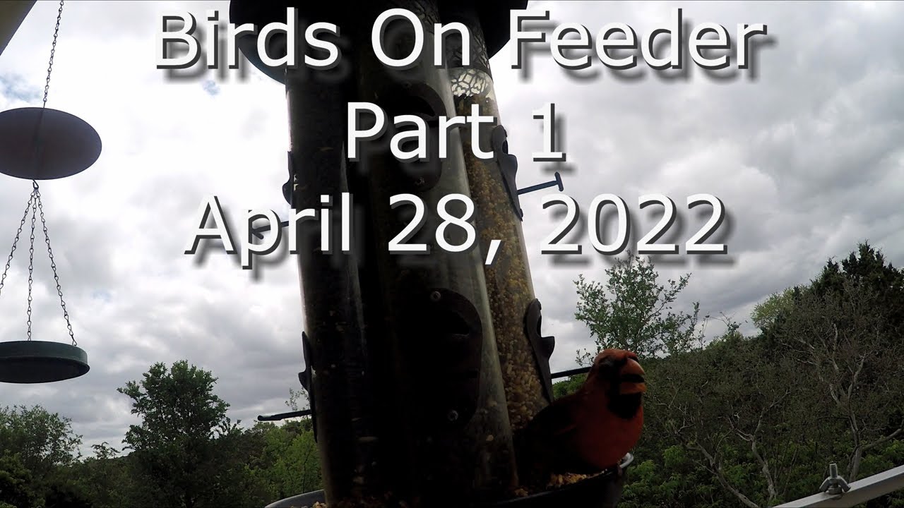Birds On The Feeder Part 1 April 28, 2022 in 4K  #BirdsOnFeeder