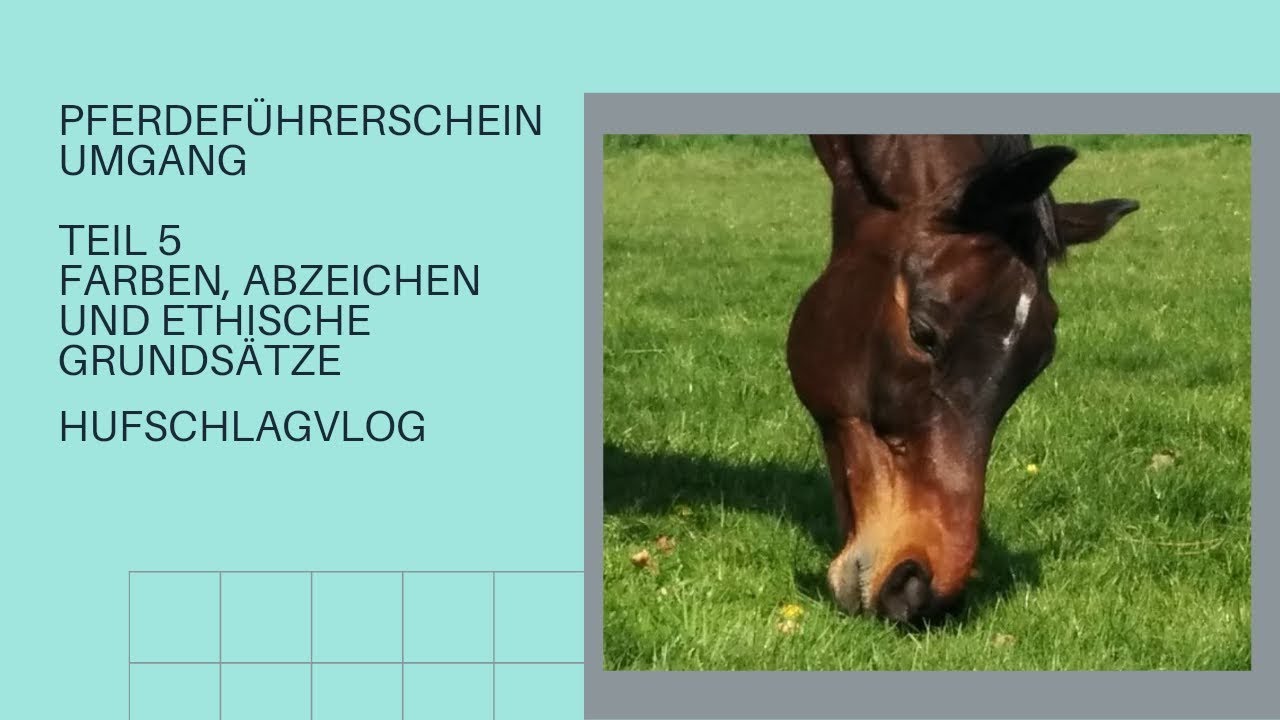 Pferdeführerschein Umgang Teil 5 Farben,  Abzeichen, ethische Grundsätze
