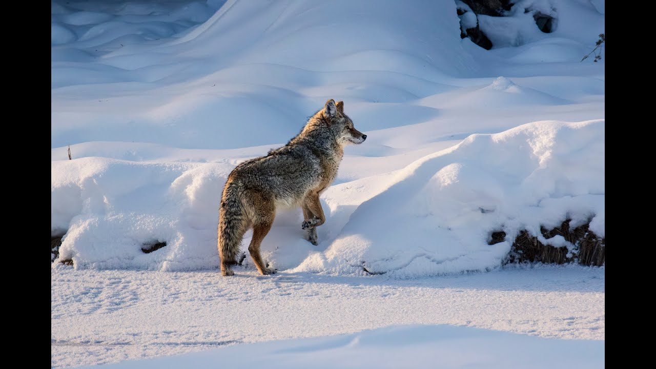 Yellowstone Coyote