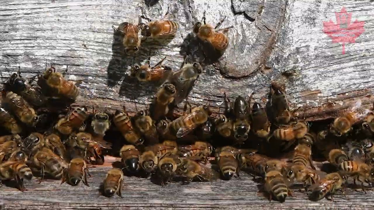 Closeup At The Bottom Of A Beehive