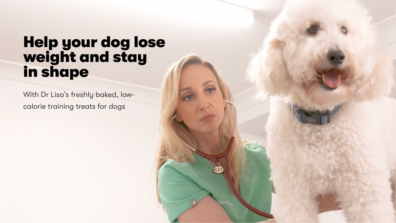 How to help your dog lose weight and stay in healthy shape.