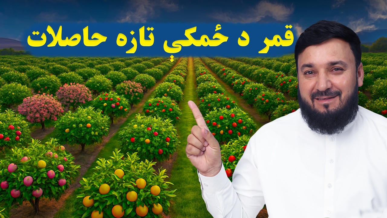د قمر بنسټ سترې زراعتي پروژې تازه حاصلات | Fresh Harvests from Qamar Foundation’s Farming