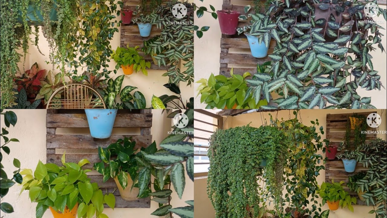 VLOG! COMPREI 3 PLANTAS LINDAS! + ATUALIZAÇÕES DAS ROSINHAS DO SOL AMARELA E VERMELHA!
