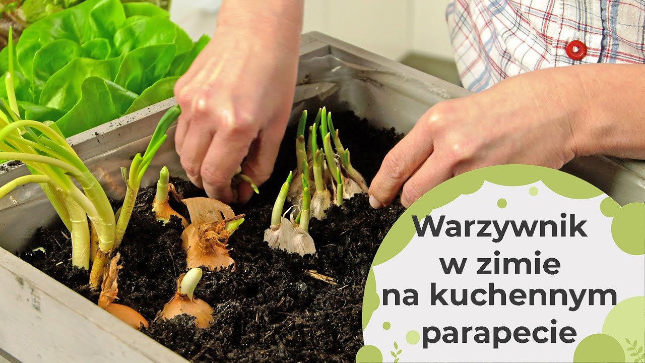 Jak i jakie warzywa uprawiać w zimie na kuchennym parapecie?
