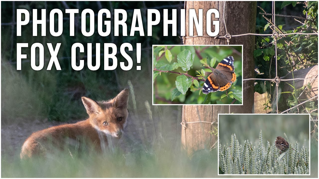 UNINTENTIONAL ASMR! The Cutest Wild Encounter in the UK... Fox Cubs!