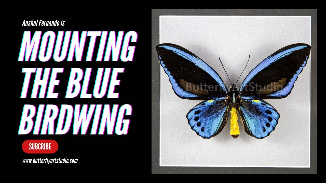 How to mount the Blue Birdwing butterfly. #butterfly #birdwing #mounting #entomology