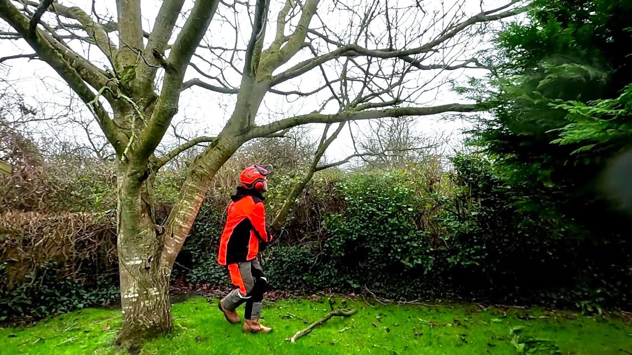 This Large Walnut Tree NEEDS A Bit Of Work