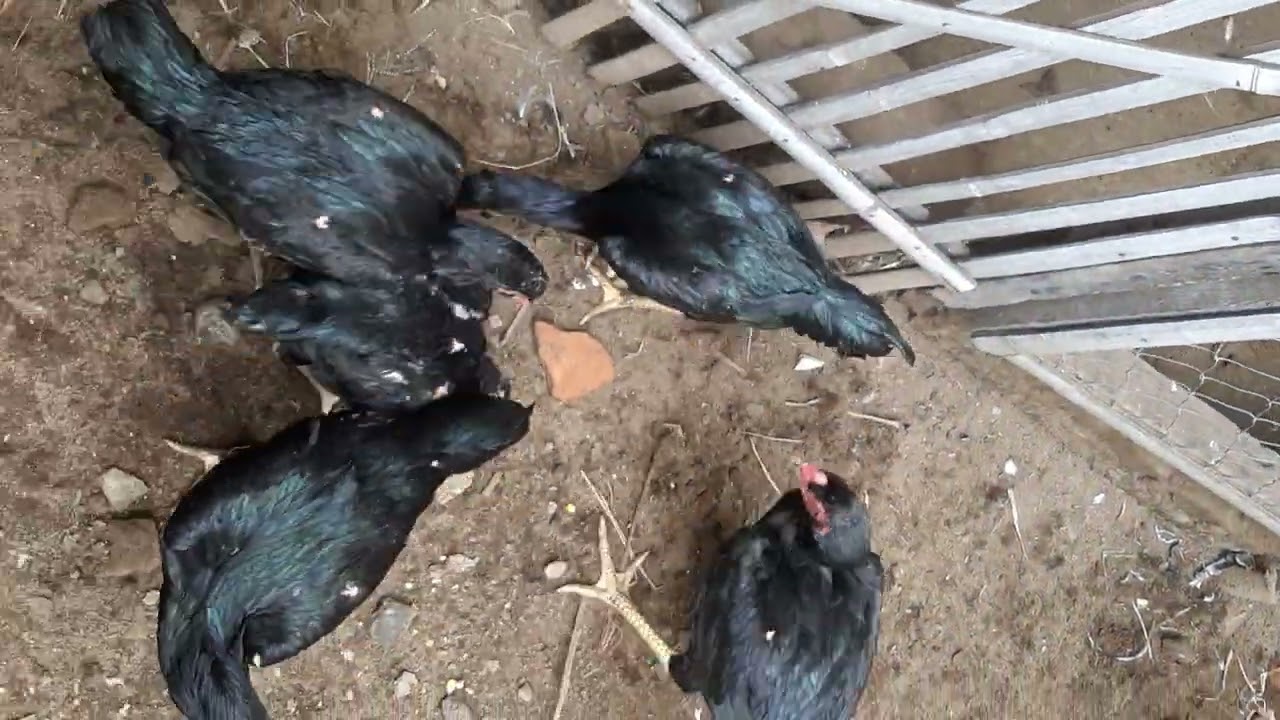 SARAPAN AYAM di Kandang Sederhana JALU MAMPANG YOGYAKARTA