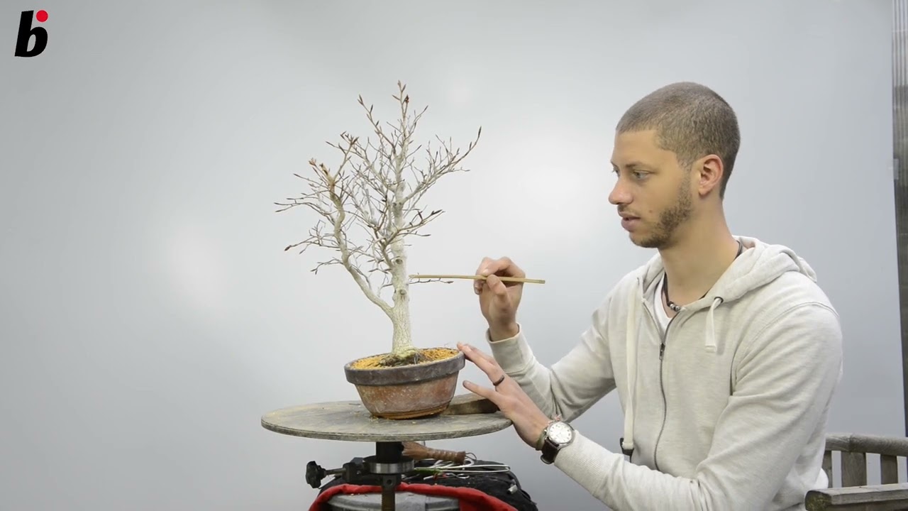 Too dominant at the top  Fagus crenata step 01