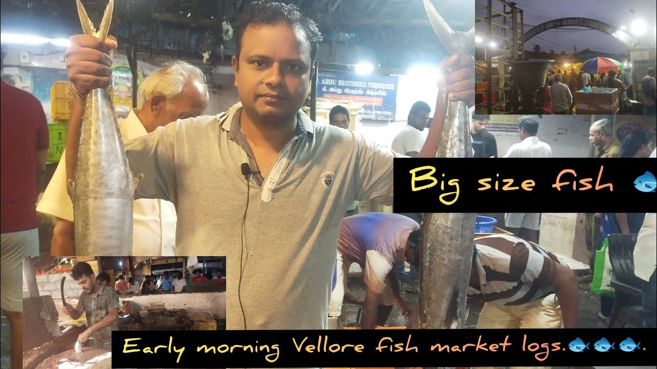Early Morning in Vellore...🐟🐟🐟 FISH Market.#vellore #food #foodie ...