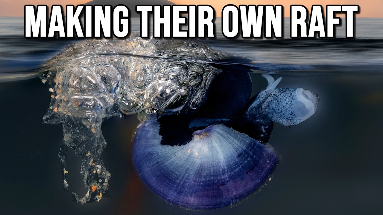 What Exactly Is: Janthina | The Rafting Snails
