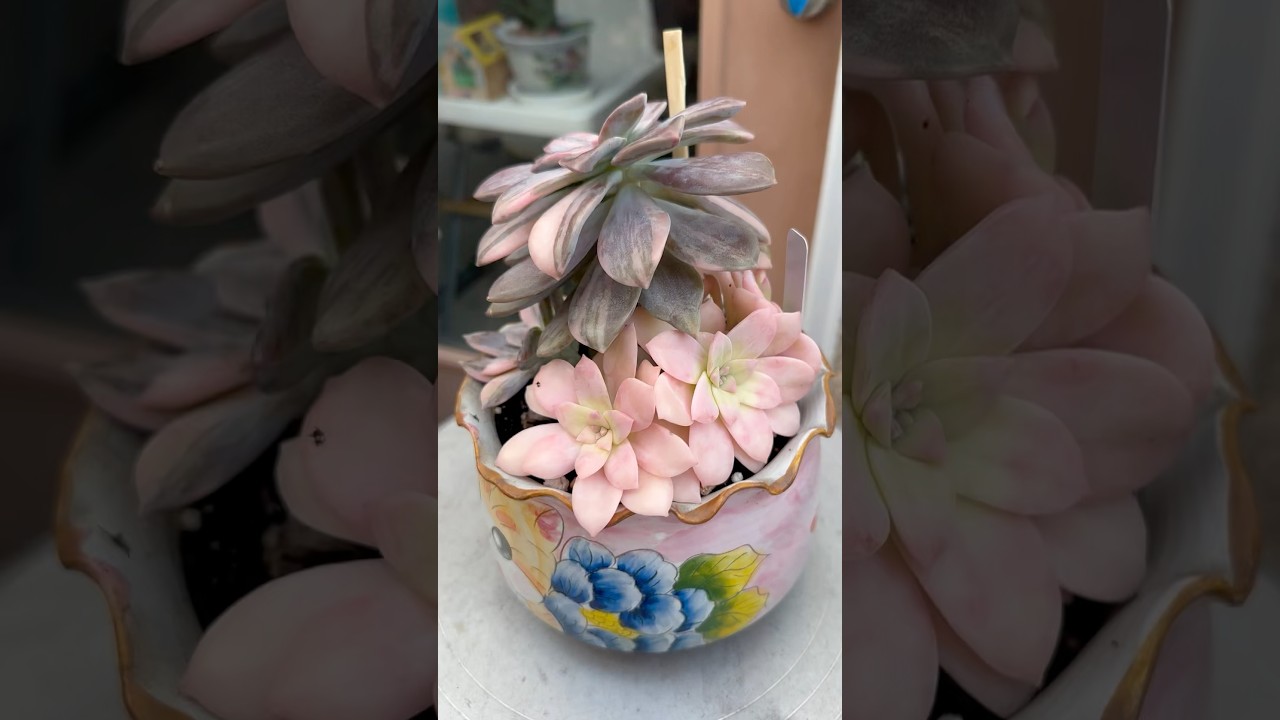 Superbum variegated