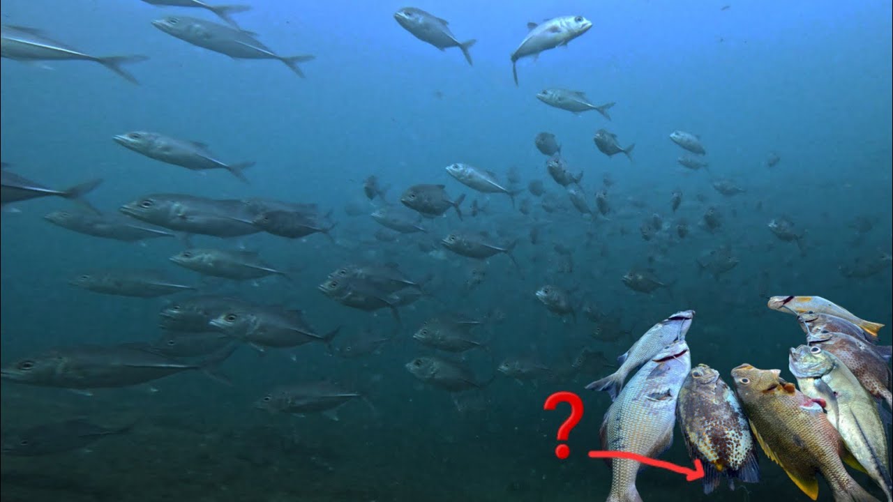 SPEARFISHING FAVORITE SPOT (Pang ulam)