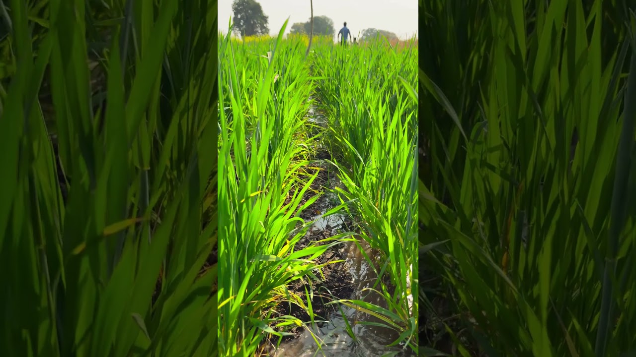 Gehu Ki Fasal Ka Healthy Growth 🌾 😍😍 