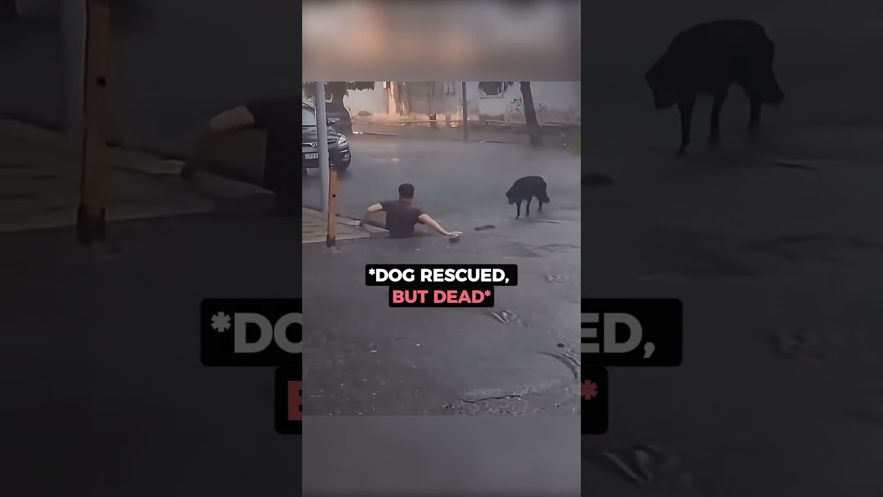 A Rescue Mission That Ended in Tears..