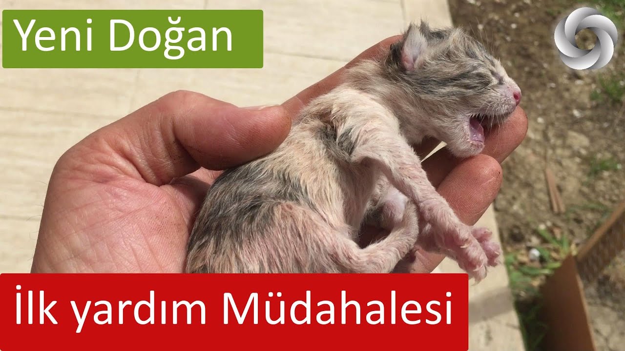 Yeni doğan yavru kedi ilk yardım müdahalesi | kedi yavrusu besleme