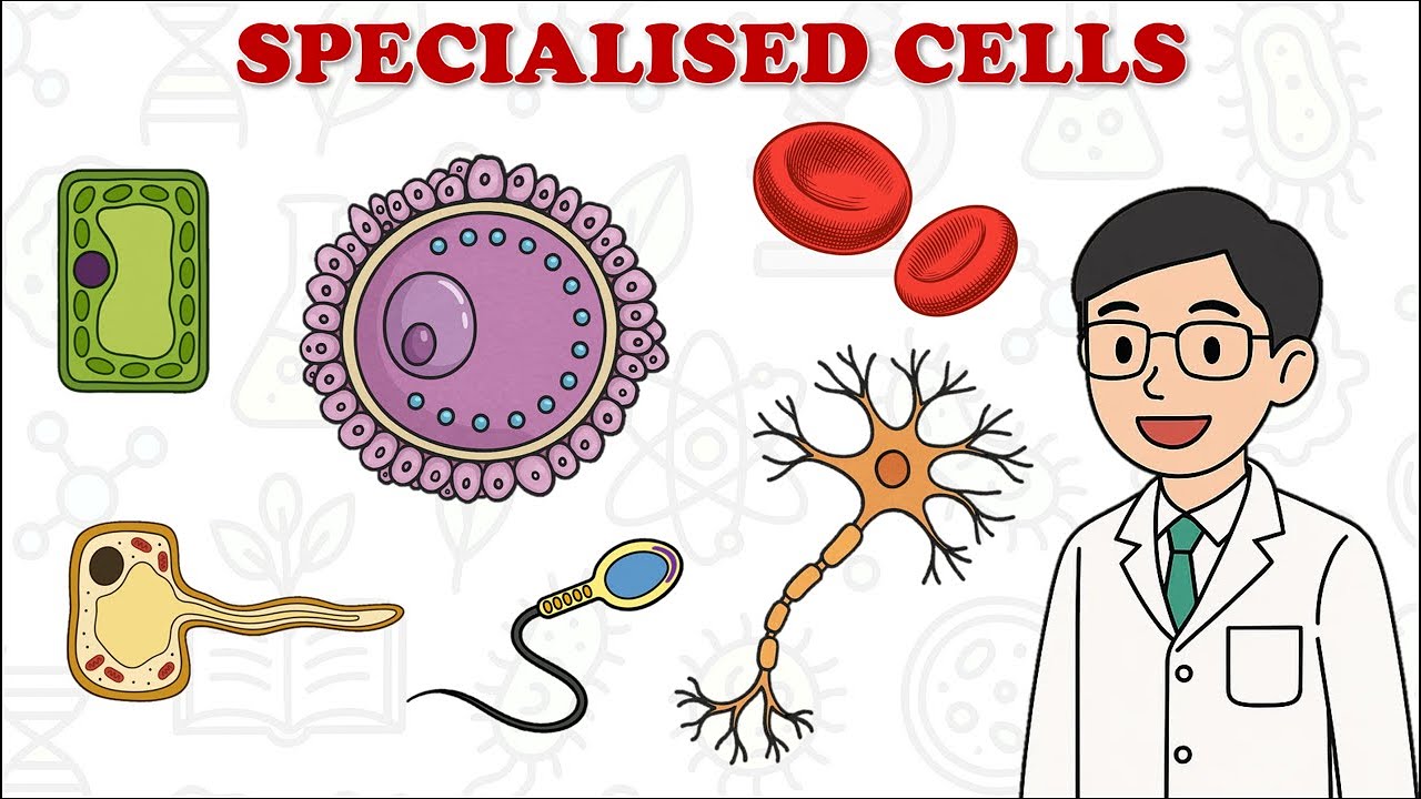 Specialised cells