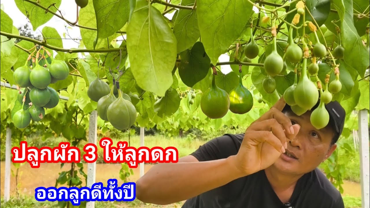 ปลูกอย่างไรให้มีรายได้ทั้งปี? ผักเศรษฐกิจที่นิยมรับประทาน ดูแลแบบนี้มีลูกให้เก็บทั้งปี