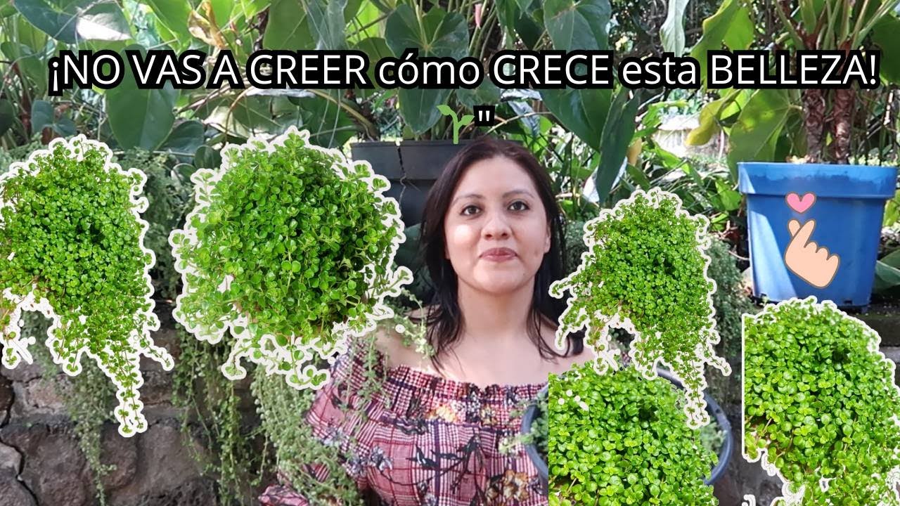 ¡NO MÁS ERRORES! Aprende a cuidar tu PILEA DEPRESSA como un experto 🌿💡 | PILEA DEPRESSA paso a paso
