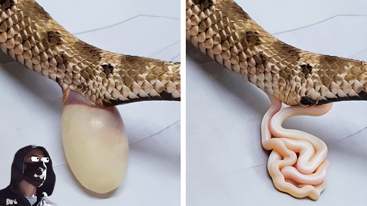 N'ayez Pas Peur Si Un Serpent Pond Des Oeufs, Puis Quelque Chose En Sort