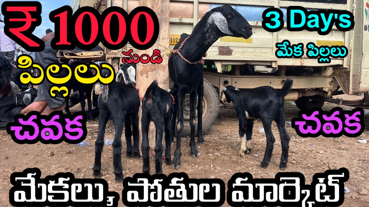 goat and sheep, Market Galiveedu Andhra Pradesh ￼