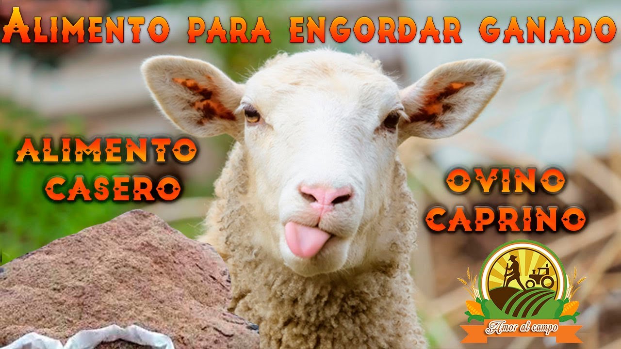 Alimento para ENGORDAR GANADO OVINO Y CAPRINO