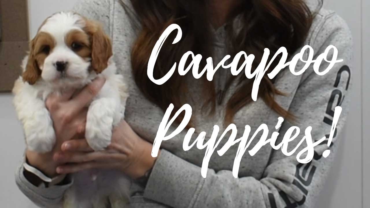 Cavapoo Puppies!