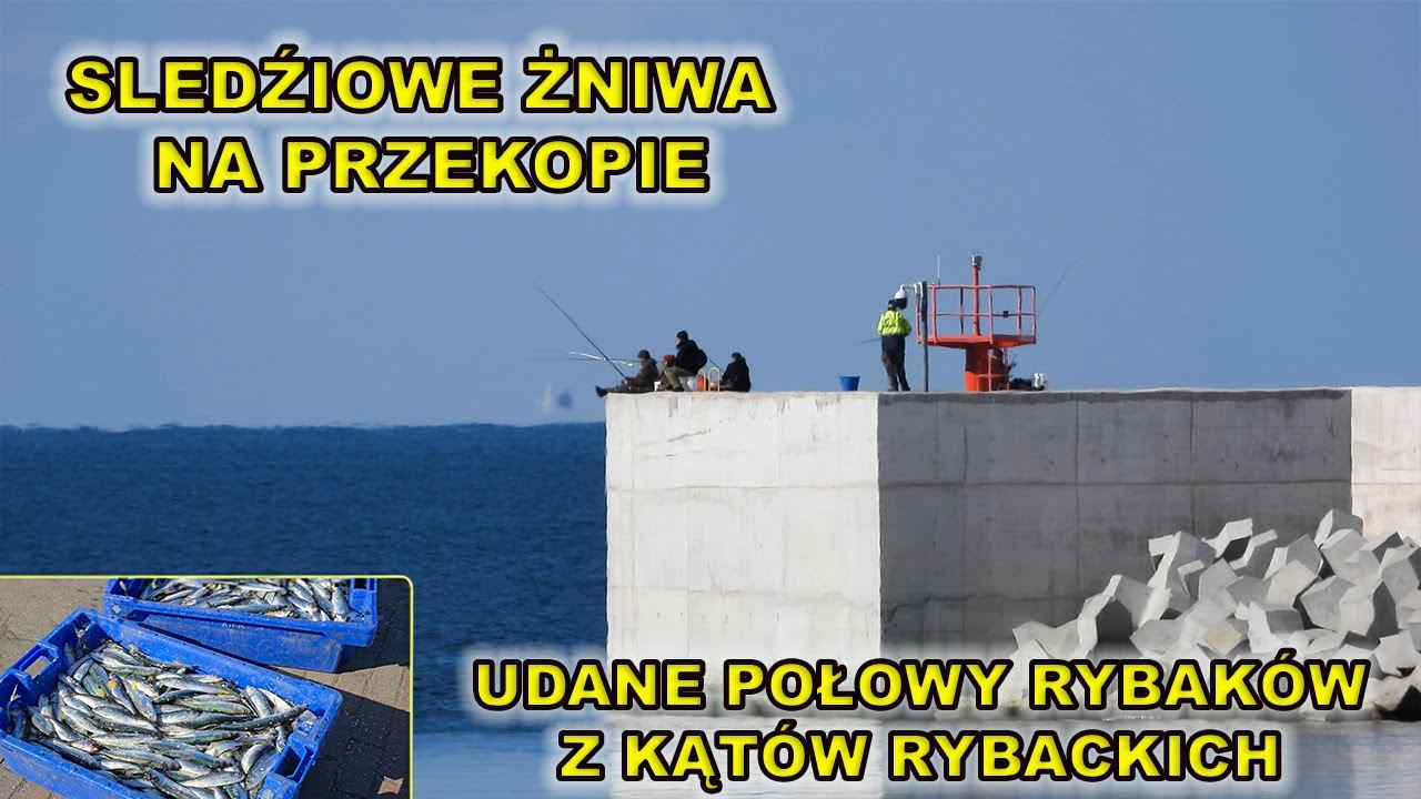 15.03.Śledziowe żniwa na Przekopie Mierzei Wiślanej. Wędkarze mieli bardzo udane połowy.