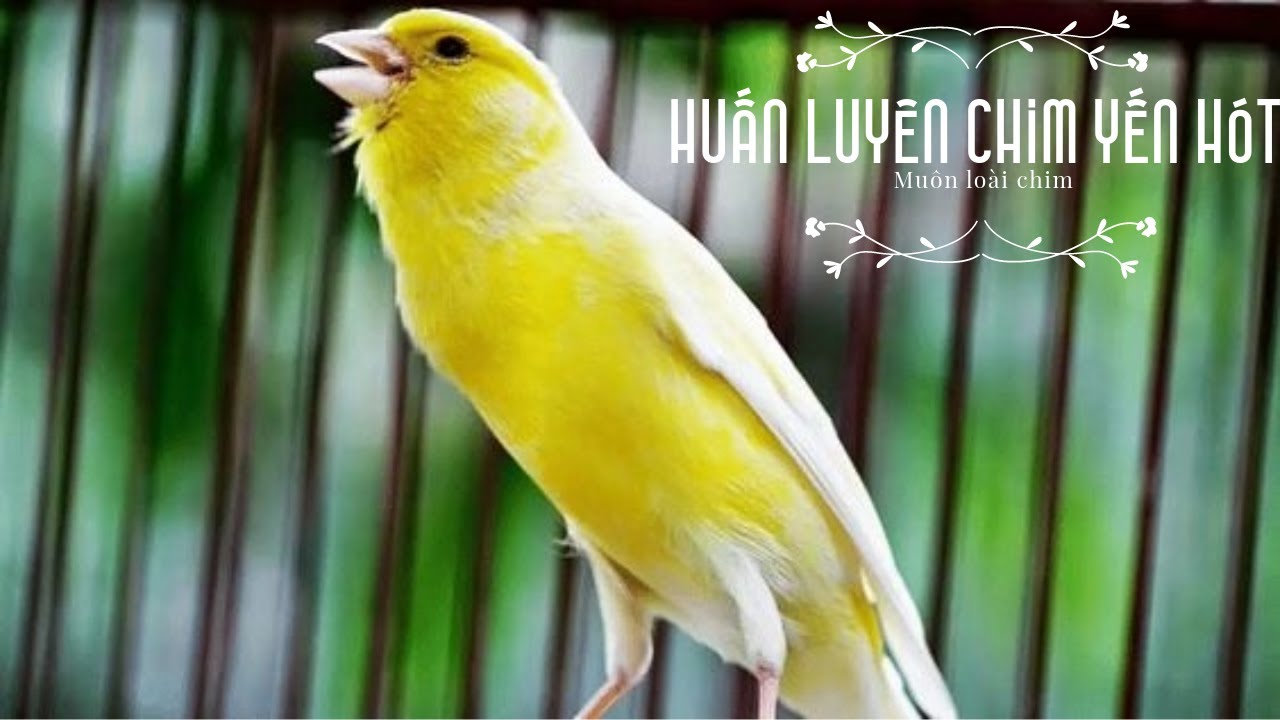 Audio Huấn luyện chim yến hót | học cách nuôi chim yến sinh sản | CLip huấn luyên Timbrado hót