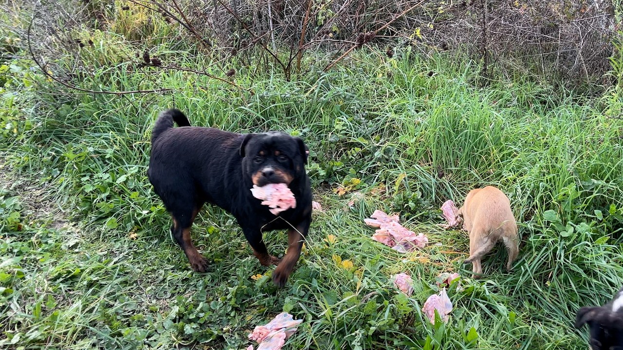 Пышка Роди совсем запыхалась, пока бежала к нам! 🐶💨