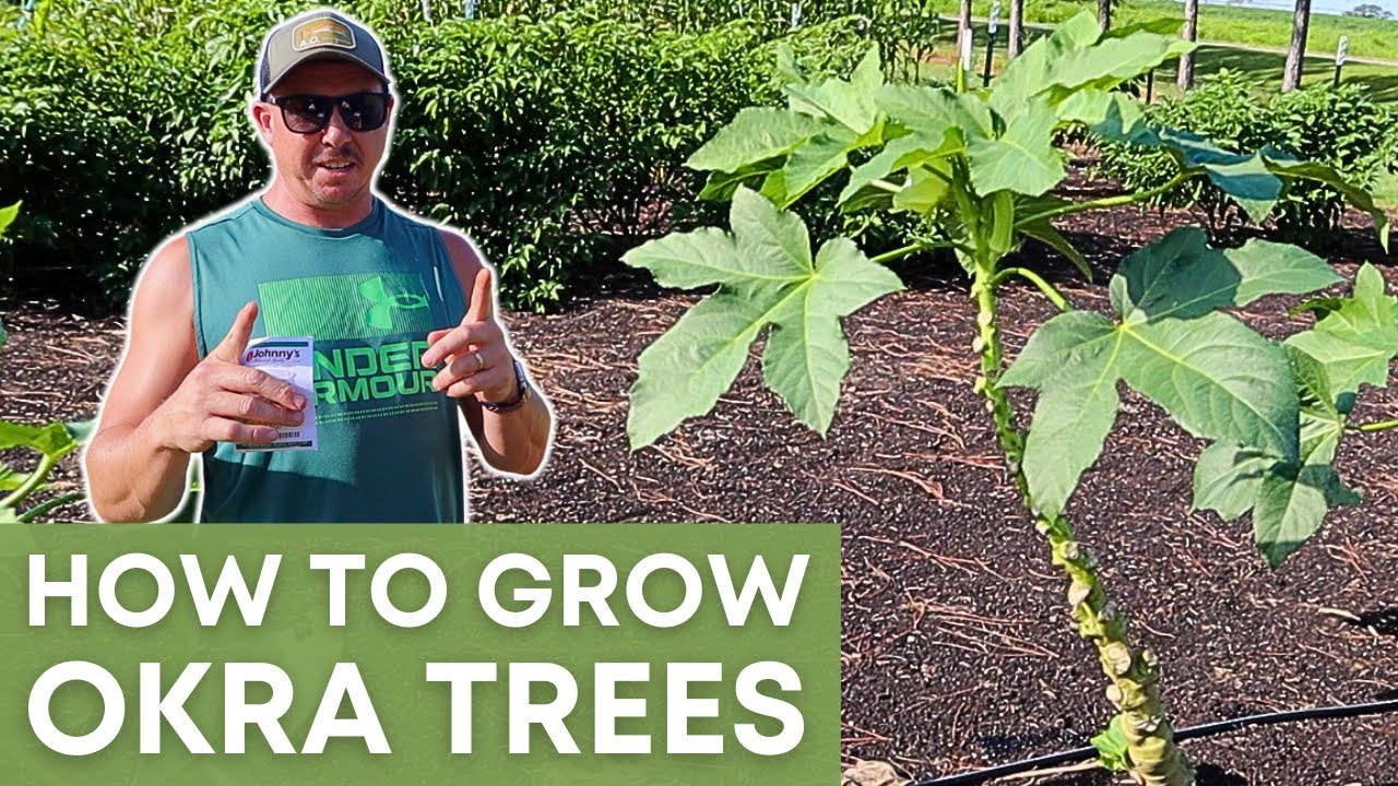Changing the Way We Grow Okra!